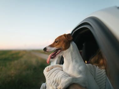 Pet Friendly Accommodation Options for Road Trips with Dogs